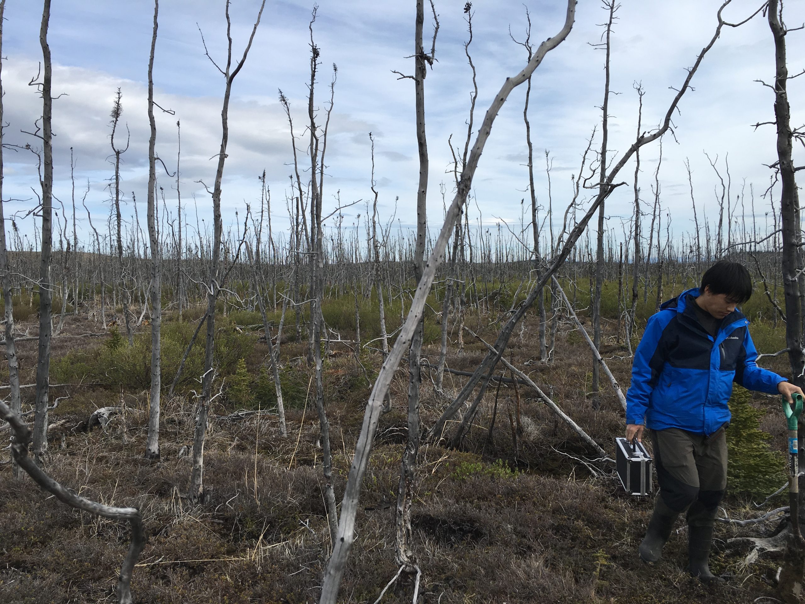 Standing dead black spruce trees in a burned area near Delta Junction, Alaska. On the right, Richard Chen, a graduate student at University of Southern California, was digging soil sampling pits throughout the burned area to sample for organic carbon content of the soil, measure the depth-to-permafrost, and to make electronic measurements of soil moisture for NASA’s ABoVE campaign.